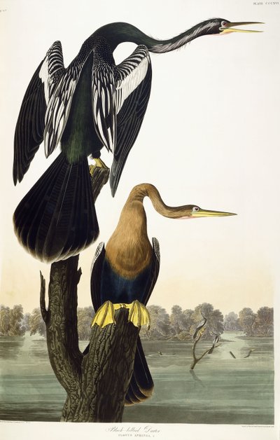 Anhinga de vientre negro, 1836 de John James Audubon