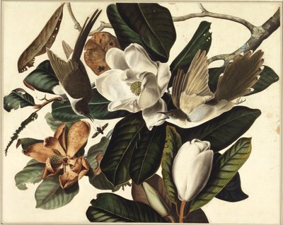 Cuclillo de pico negro, 1822 de John James Audubon