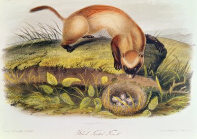 Hurón de patas negras de 