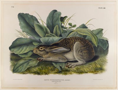 Liebre de cola negra de John James Audubon