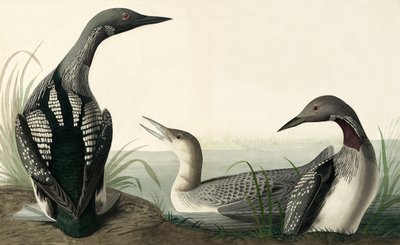 Colimbo ártico, Colymbus Arcticus, de "The Birds of America" por John J. Audubon, pub. 1827-38 de John James Audubon