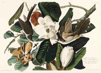  de John James Audubon