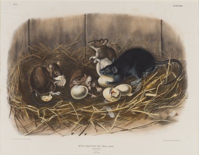 Rata negra, c.1845 de John James Audubon