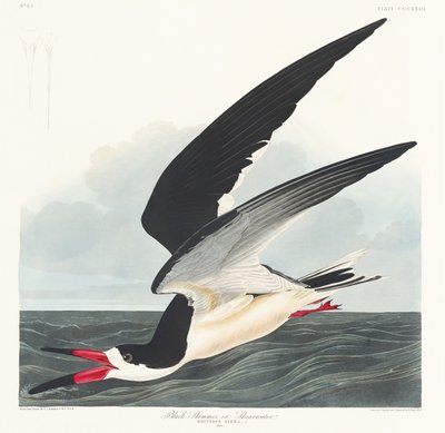  de John James Audubon