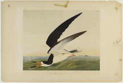 Rayador negro o pardela, impreso por Julien Bien y publicado por Roe Lockwood & Son, 1861 de John James Audubon