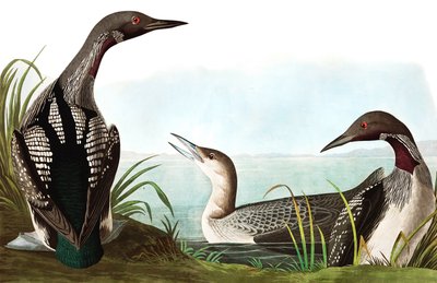 Colimbo Ártico, Colymbus Arcticus, de 