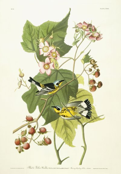 Reinita negra y amarilla y frambuesa en flor, c.1826-1838 de John James Audubon