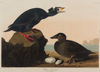Pato negro o de surf de John James Audubon