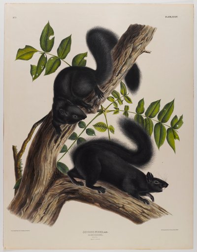 Ardilla negra de John James Audubon