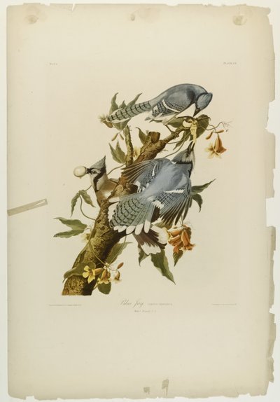 Arrendajo azul de John James Audubon