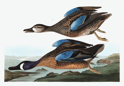 Cerceta de alas azules, Anas Discors, de "The Birds of America" por John J. Audubon, pub. 1827-38 de John James Audubon