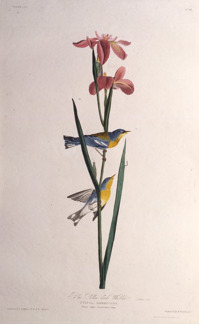 Reinita azul y amarilla. De Las aves de América, 1827-1838 de John James Audubon