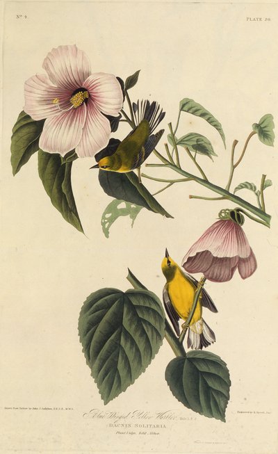 Reinita amarilla de alas azules. De Las Aves de América, 1827-1838 de John James Audubon