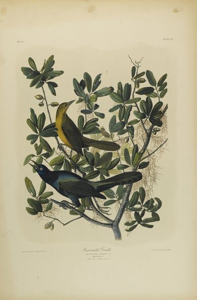 Grajo de cola de bote, impreso por Julien Bien y publicado por Roe Lockwood & Son, 1861 de John James Audubon