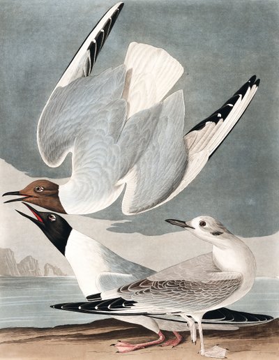 Gaviota bonapartiana, Larus Bonapartii, de "Las aves de América" por John J. Audubon, pub. 1827-38 de John James Audubon