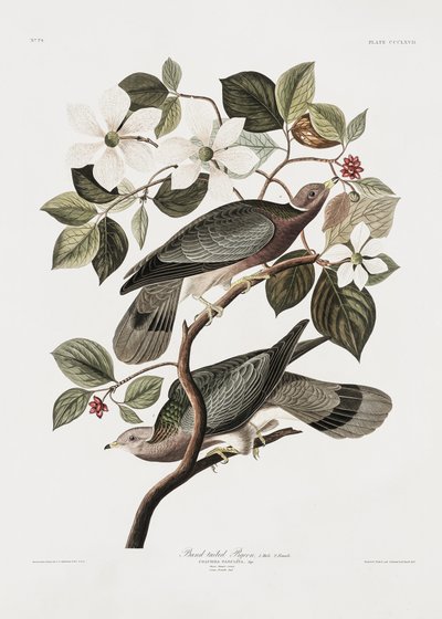  de John James Audubon