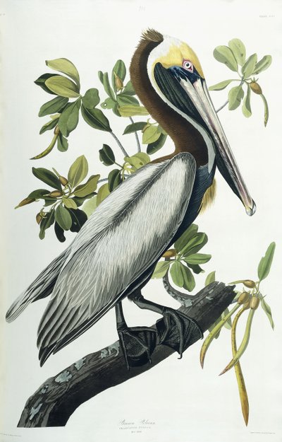 Pelícano pardo, 1835 de John James Audubon