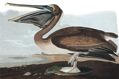 Pelícano pardo, Pelecanus Fuscus, de "Las aves de América" por John J. Audubon, pub. 1827-38 de John James Audubon