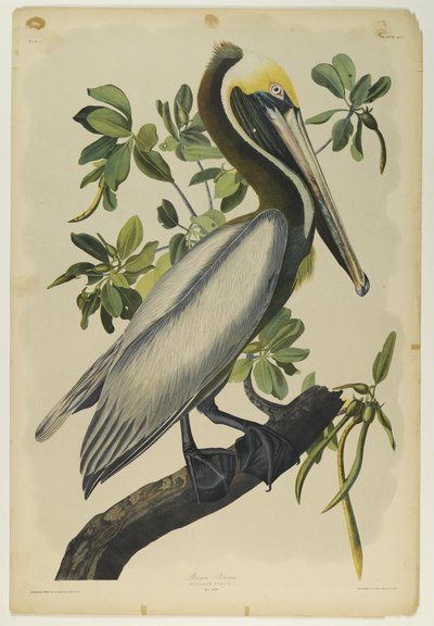 Pelícano pardo, impreso por Julien Bien y publicado por Roe Lockwood & Son, 1861 de John James Audubon