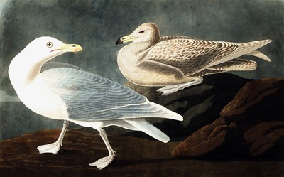 Gaviota burgomaestre, Larus Glaucus, de "Las aves de América" por John J. Audubon, pub. 1827-38 de John James Audubon