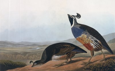 Perdiz californiana, de 