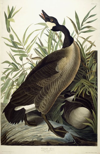 Ganso canadiense, c.1827-1838 de John James Audubon
