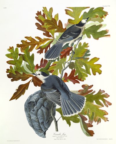 Arrendajo de Canadá de John James Audubon