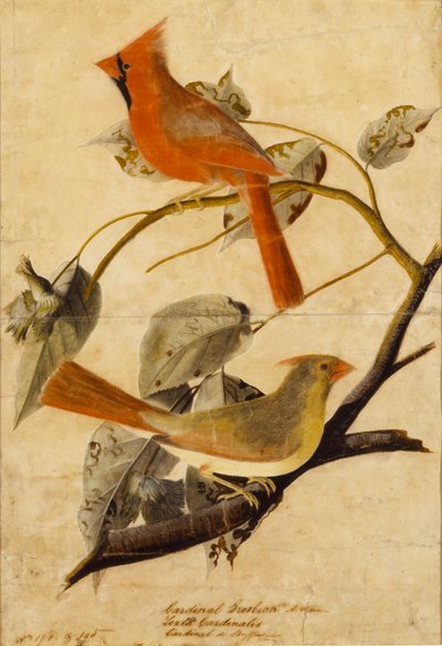 Pico picapinos de John James Audubon