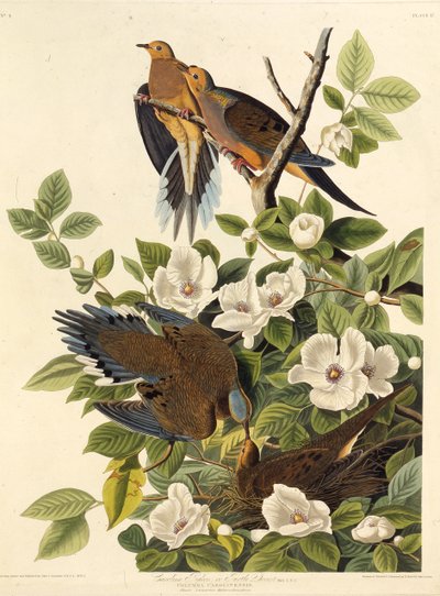 Paloma de Carolina o tórtola de Carolina. De Las Aves de América de John James Audubon