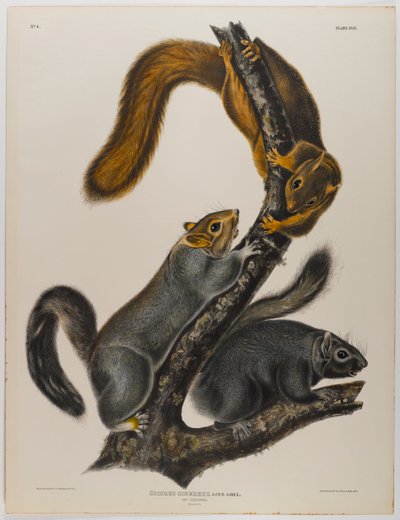 Ardilla gato de John James Audubon