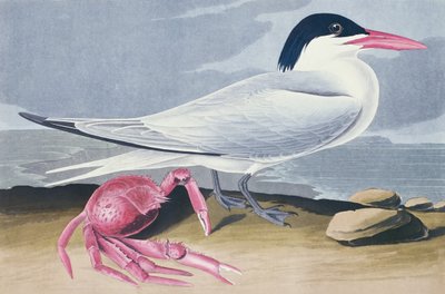 Charrán de Cayena de John James Audubon