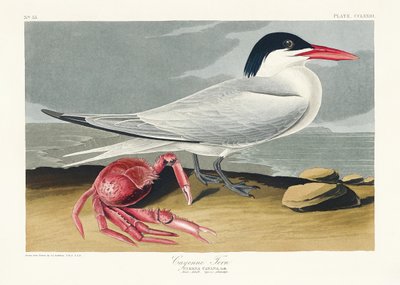 Charrán de Cayena, de *Birds of America* (1827) de John James Audubon