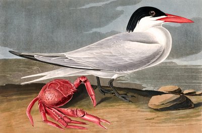 Charrán de Cayena, Sterna Maxima, de "The Birds of America" por John J. Audubon, pub. 1827-38 de John James Audubon