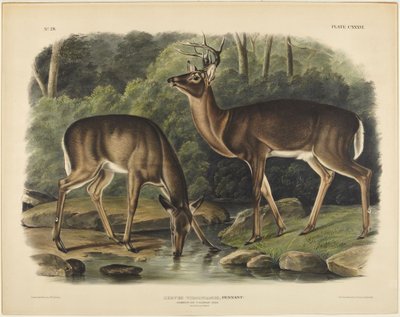 Ciervo de Virginia, Pennant de John James Audubon
