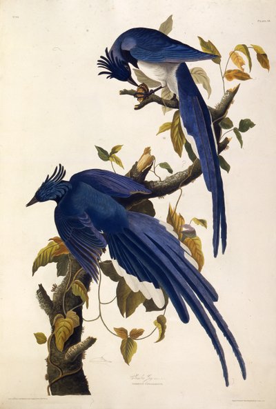Garrulus ultramarinus de Columbia. De Las Aves de América, 1827-1838 de John James Audubon