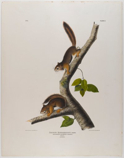 Ardilla colombiana de John James Audubon