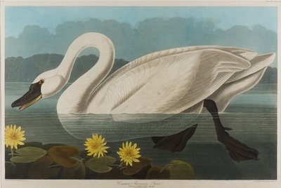 Cisne americano común de John James Audubon