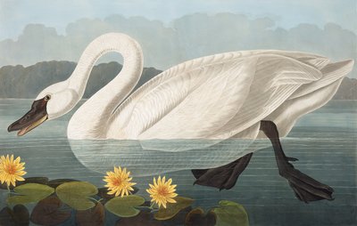 Cisne americano común, Cygnus Americanus, de "The Birds of America" por John J. Audubon, pub. 1827-38 de John James Audubon