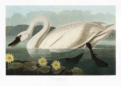  de John James Audubon