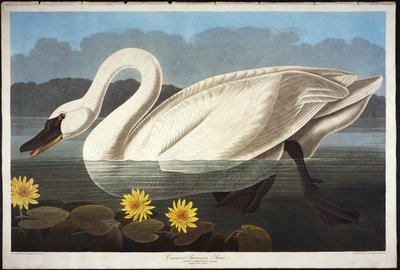 Cisne americano común. Cisne silbador de John James Audubon