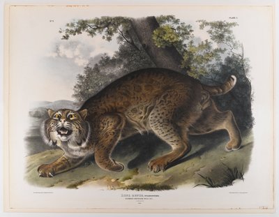 Gato montés americano común de John James Audubon