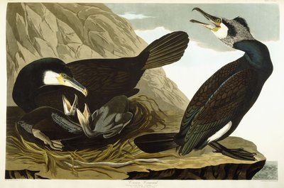 Cormorán común, 1835 de John James Audubon