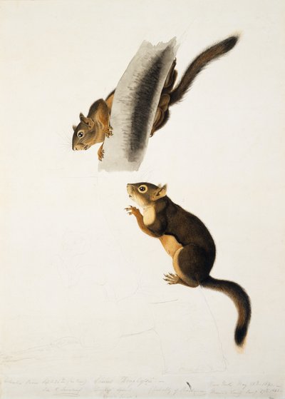Ardilla Douglas, para el folio Los Cuadrúpedos Vivíparos de América del Norte, publicado en 1845, c.1841-43 de John James Audubon