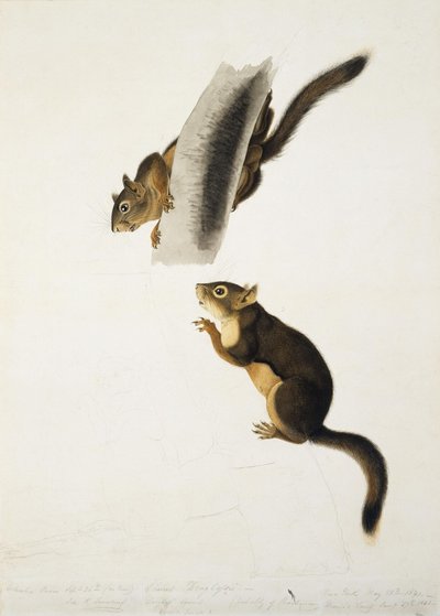  de John James Audubon