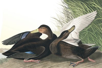 Pato oscuro, Anas Obscura, de "The Birds of America" por John J. Audubon, pub. 1827-38 de John James Audubon
