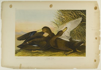 Pato oscuro, impreso por Julien Bien y publicado por Roe Lockwood & Son, 1861 de John James Audubon