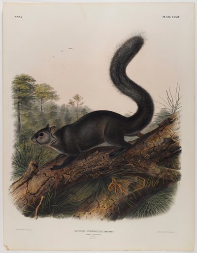 Ardilla oscura de John James Audubon
