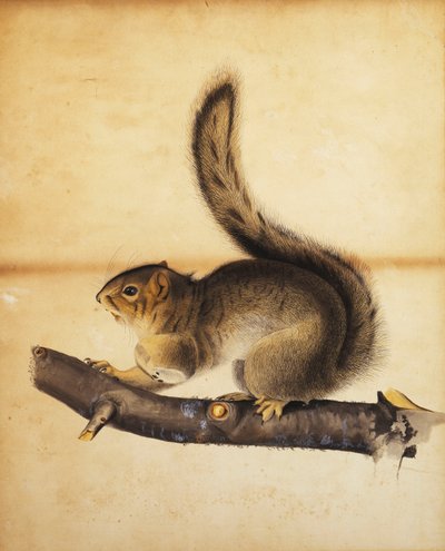 Ardilla gris oriental en abrigo de invierno de John James Audubon