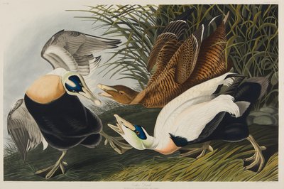 Pato eider de John James Audubon