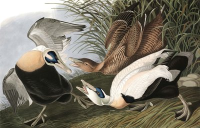 Pato eider, Fuligula Mollissima, de "The Birds of America" por John J. Audubon, pub. 1827-38 de John James Audubon